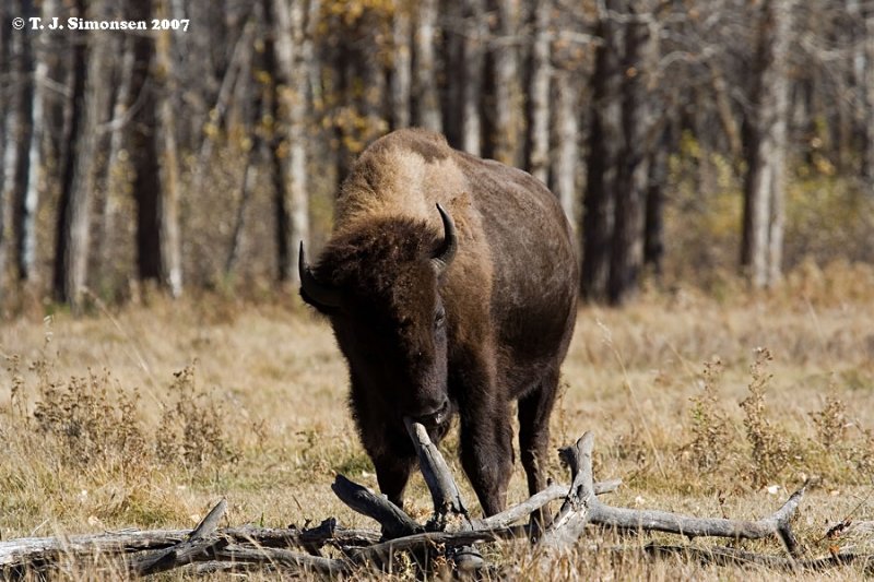 Bison <i>(Bison bison)</I>