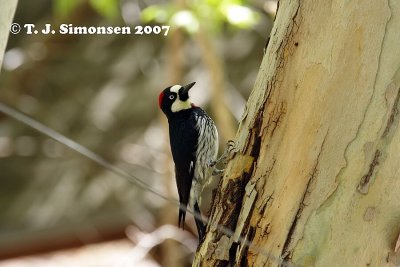 Acorn Woodpecker (Melanerpes formicivorus)