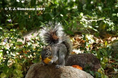 Arizona Grey Squirrel <i>(Sciurus arizonensis)</I>