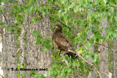 Bald Eagle <i>(Haliaeetus leucocephalus)</I>
