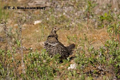 Spruce Grouse <i>(Falcipennis canadensis)</I>