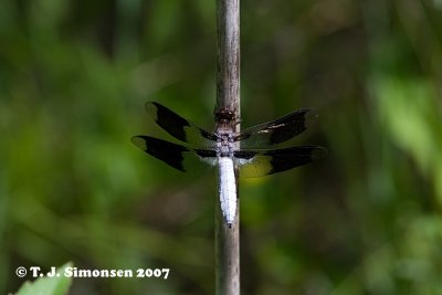 Common Whitetail (Libellula lydia)