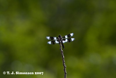 Eight-spotted Skimmer (Libellula forensis)