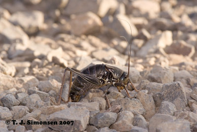 Mormon Cricket (Anabrus simplex)