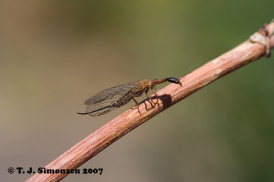 Snakefly (Agulla sp.)