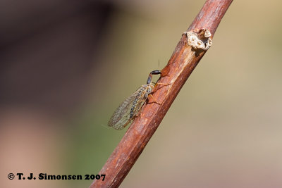 Snakefly (Agulla sp.)