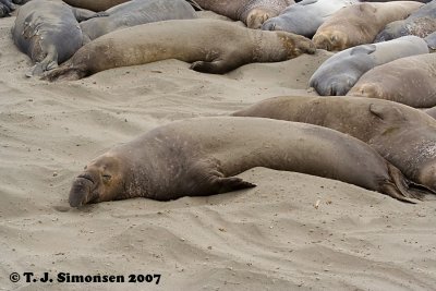 Northern Elephant Seal (Mirounga angustirostris)