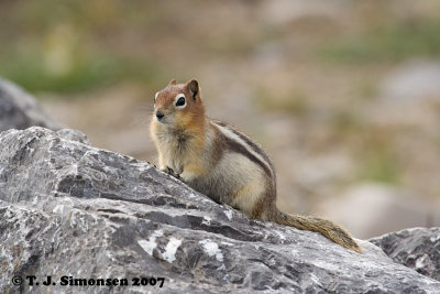 Golden-mantled Ground Squirrel <i>(Spermophilus lateralis)</I>