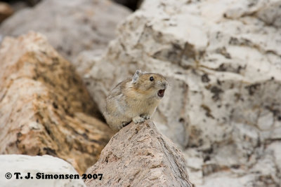 American Pika (Ochotona princeps)