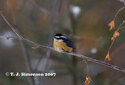 Red-breasted Nuthatcher (Sitta canadensis)