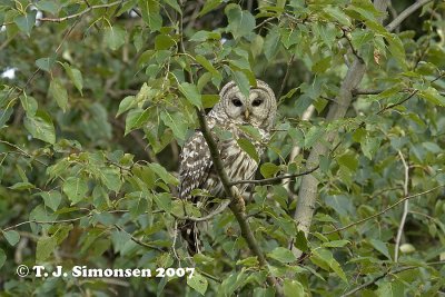 Barred Owl (Strix varia)