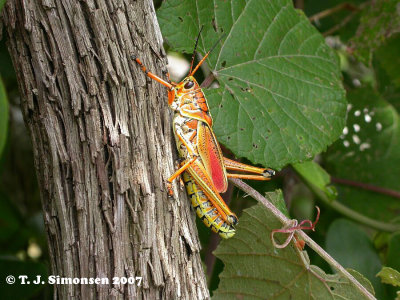 Southeastern Lubber Grashopper (Romalea microptera)