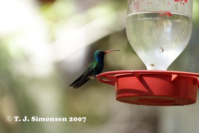 Broad-billed Hummingbird (Cynanthus latirostris)