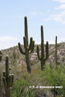 Giant Saguaro (Carnegiea gigantea)