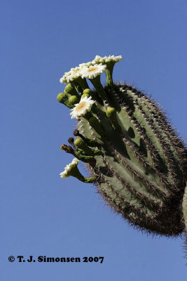 Giant Saguaro (Carnegiea gigantea)