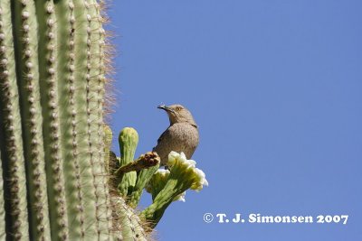 Curve-billed Trasher (Toxostoma curvirostra)