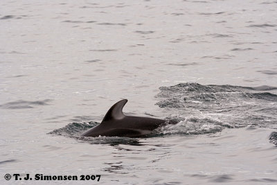 Pacific White-sided Dolphin (Lagenorhynchus obliquides)