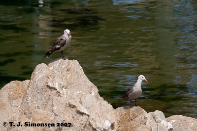 Heermann's Gull (Larus heermanni)