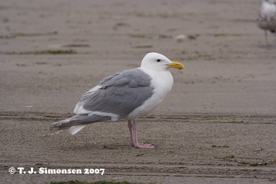 Hybrid between Glaucous-winged Gull and Western Gull