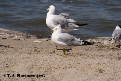 Ring-billed Gull (Larus delawarensis)