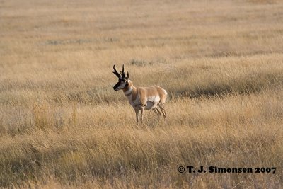 Pronghorn <I>(Antilocapra americana)</I>