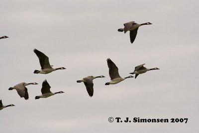 Canada Geese (Branta canadensis)
