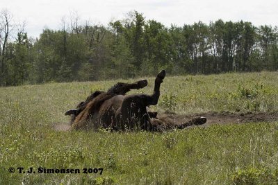 Bison (Bison bison)