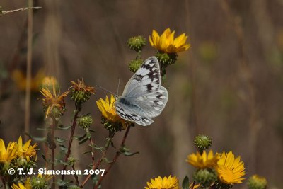 Western White (Pointia occidentalis)