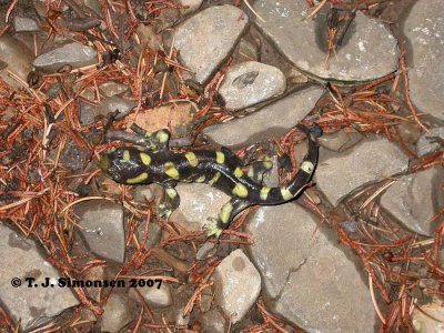 Tiger Salamander (Ambyostoma tigrinum)