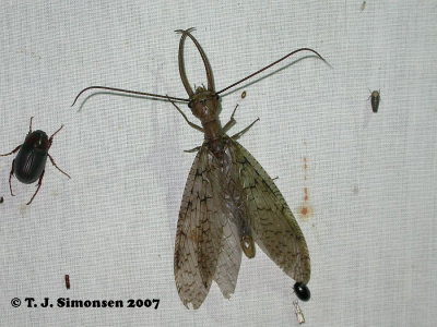 Eastern dobsonfly (Corydalus cornutus)