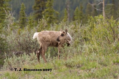 Caribou (Rangifer tarandus)