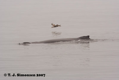 Humpback Whale <i>(Megaptera novaeangliae)</I>