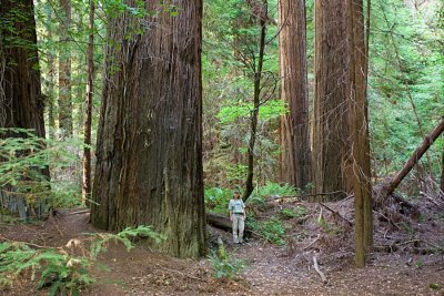 Coast Redwood (Sequoia sempervirens)