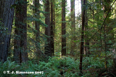 Coast Redwood (Sequoia sempervirens) - 2