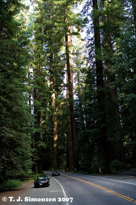 Coast Redwood (Sequoia sempervirens) - 3
