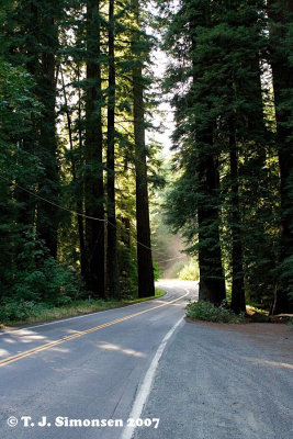 Coast Redwood (Sequoia sempervirens) - 4