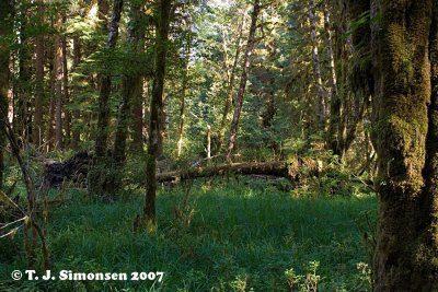 Hall of Mosses