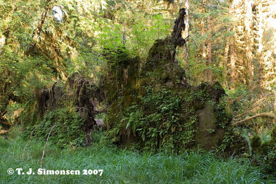 Hall of Mosses - 2