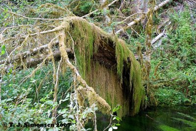 Hall of Mosses - 4
