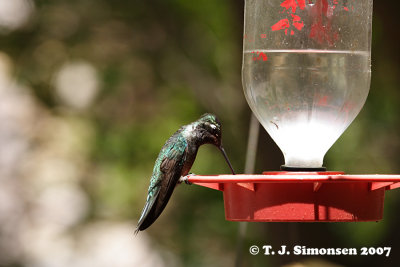 Magnificent Hummingbird (Eugenes fulgens)