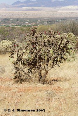Staghorn Cholla (Cylindropuntia versicolor)