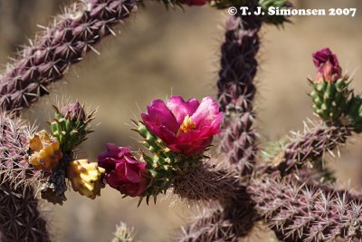 Staghorn Cholla (Cylindropuntia versicolor)