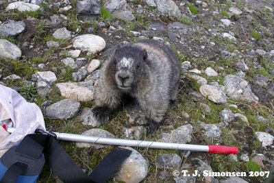 Hoary Marmot <i>(Marmota caligata)</I>