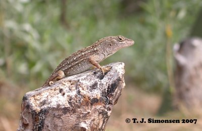 Brown Anole (Anolis sagrei)