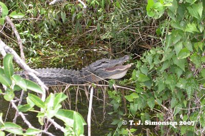 Mississippi Aligator (Alligator mississippiensis)