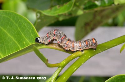Agaristinae sp. caterpillar
