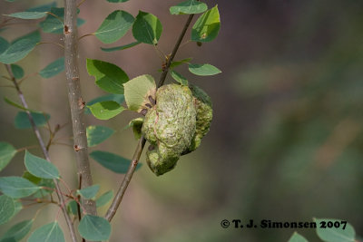 Gall on aspen