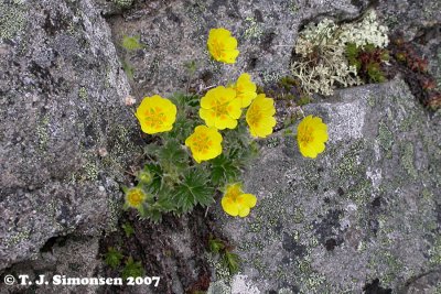 Snow Cinquefoil (Potentilla nivea)