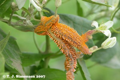 Plant Pathogenes (galls, fungi et.c.)