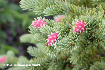 Gall on spruce